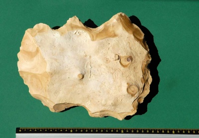 Fundstueck groß Rueckseite.jpg