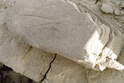 Foto 17 1005 83 Fisch in Draufsicht 2.jpg