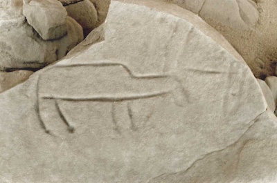 Foto 2 1005 83 Rind 2.jpg