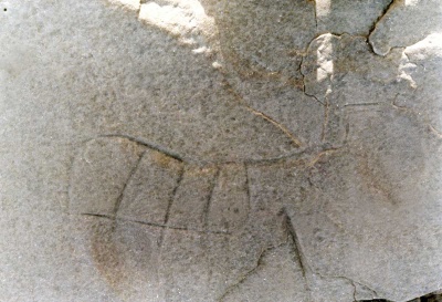 Foto 7 1005 83 Großes Tier mit Ruessel.jpg