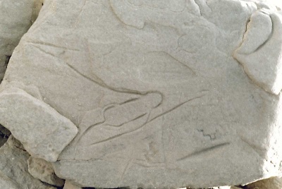 Foto 16 1005 83 Fisch in Draufsicht 1.jpg