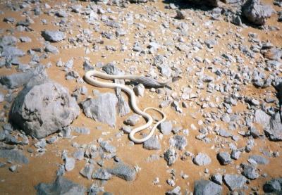 Schlange Vogel 3.jpg