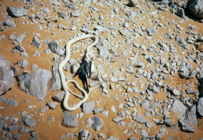 Schlange Vogel 1.jpg