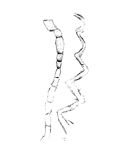 Bild 12 1005 83 Scorpion Schlange.png