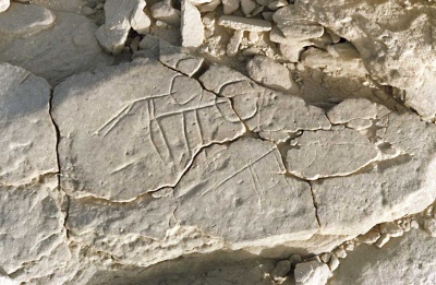 Foto 14 1005 83 Strichzeichnung von Vierbeinern.jpg